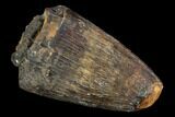 Fossil Deinosuchus Tooth - Aguja Formation, Texas #116651-1